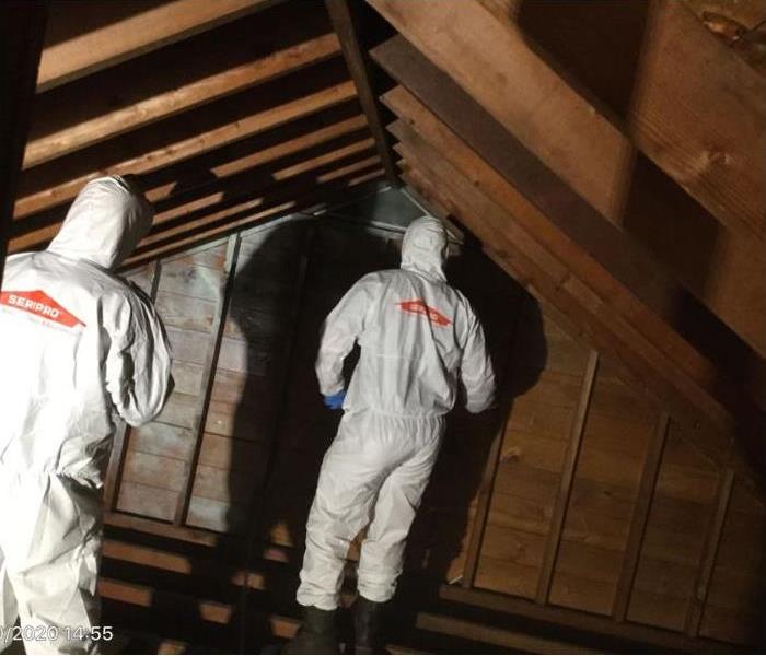 two employees in PPE in a mold damaged attic