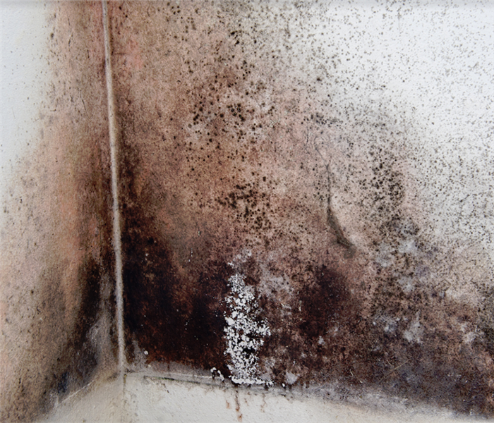 mold growing in the corner of a room
